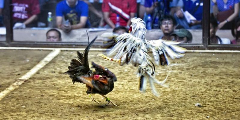 Bí kíp chơi đá gà C1 hữu ích từ các chuyên gia